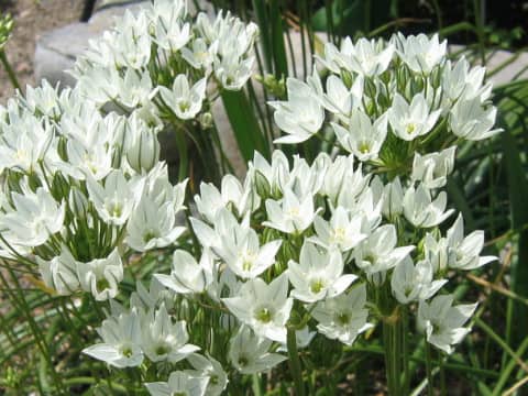 Triteleia hyacinthina