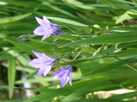 Triteleia laxa cv. Queen Fabiola