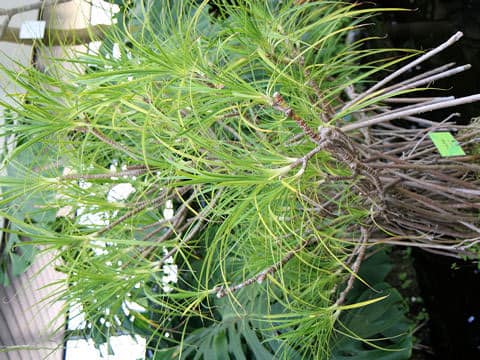 Freycinetia formosana