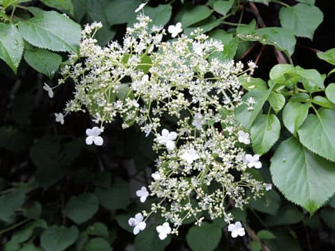Hydrangea petiolaris