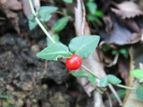 Mitchella undulata