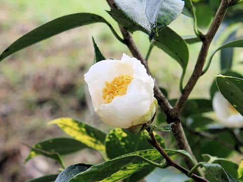 Camellia japonica cv. Shiratama