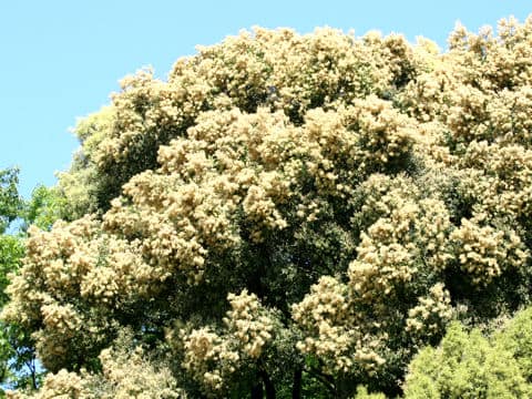 Castanopsis cuspidata