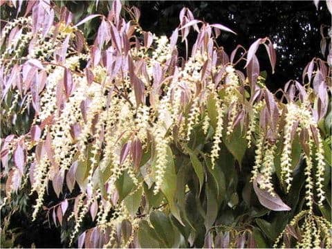 Castanopsis cuspidata