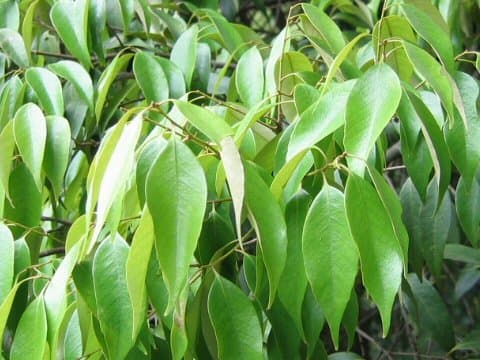 Castanopsis cuspidata