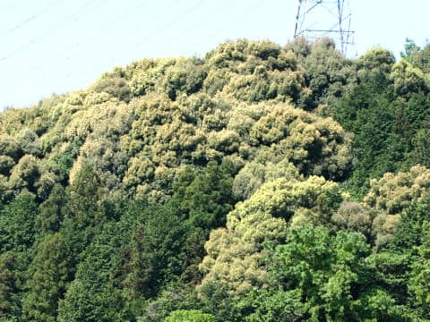 Castanopsis cuspidata