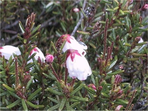 Phyllodoce nipponica