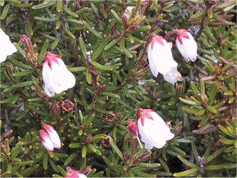 Phyllodoce nipponica