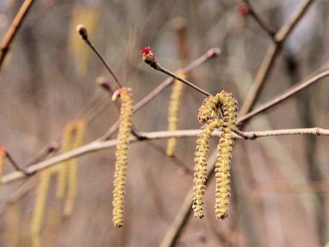 Corylus sieboldiana