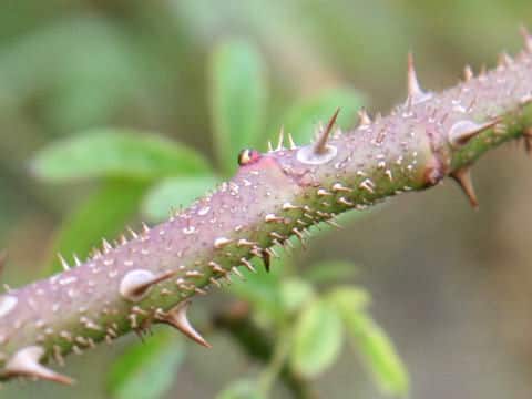 Rosa multiflora var. adenochaeta