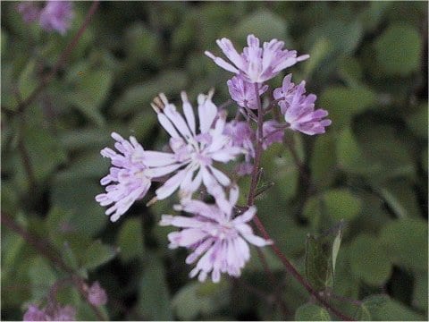 Thalictrum kiusianum