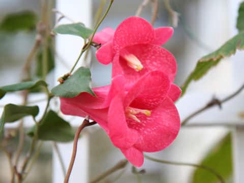 Lapageria rosea