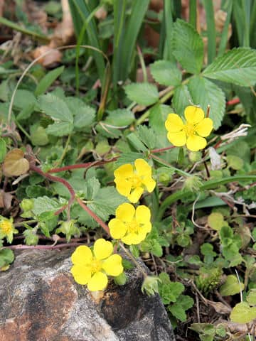 Potentilla stolonifera