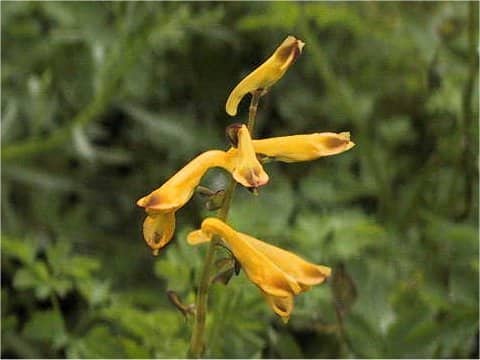 Corydalis ochotensis