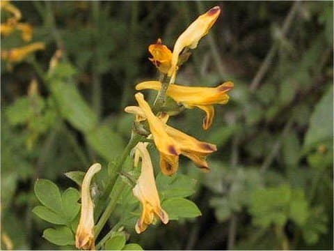 Corydalis ochotensis