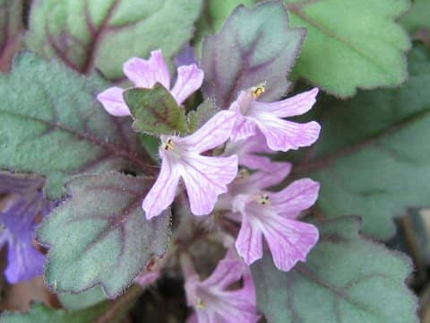 Ajuga yezoensis var. tsukubana