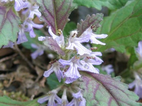 Ajuga yezoensis var. tsukubana