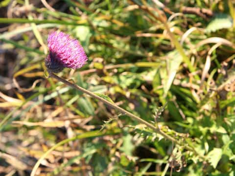 Cirsium sieboldii