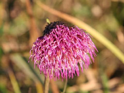 Cirsium sieboldii