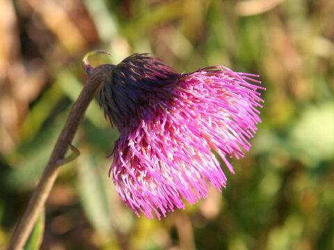 Cirsium sieboldii
