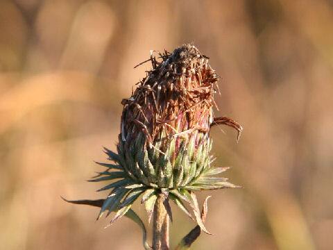 Cirsium sieboldii