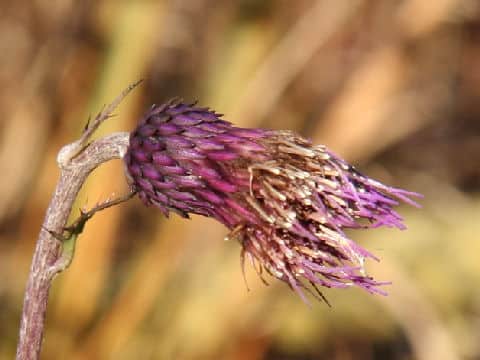 Cirsium sieboldii