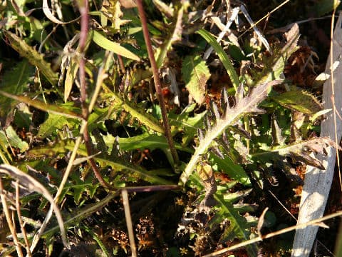 Cirsium sieboldii