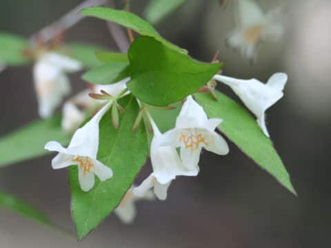 Abelia spathulata