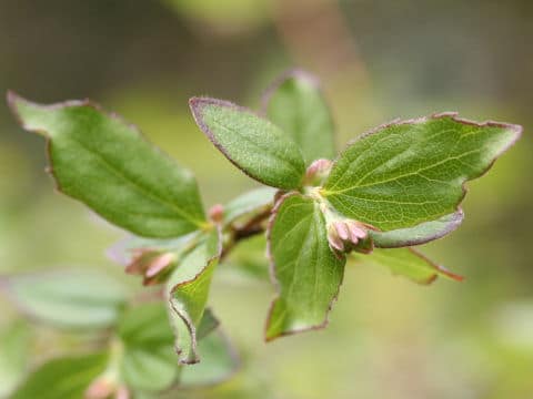 Abelia spathulata