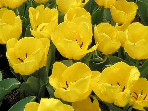 Tulipa gesneriana