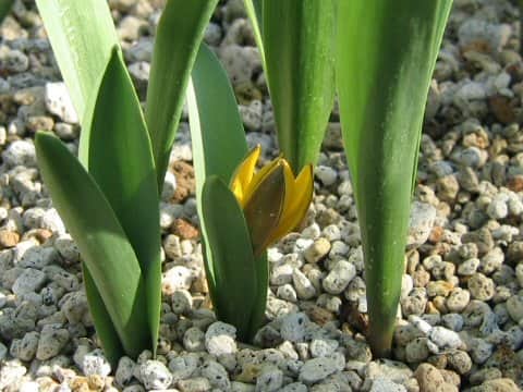 Tulipa neustreuvae