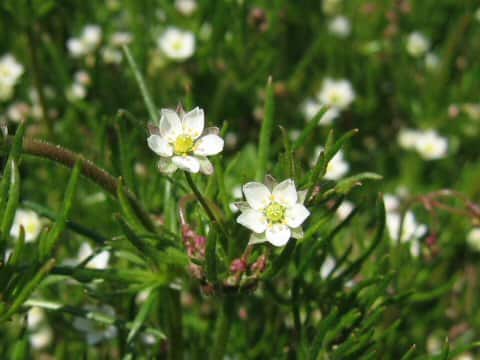 Sagina japonica