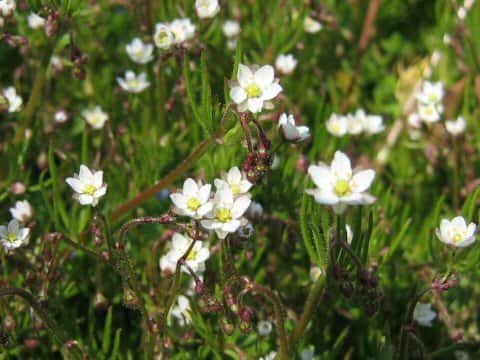 Sagina japonica