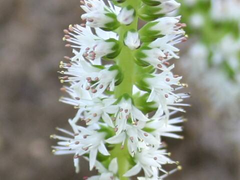 Orostachys japonicus