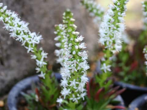 Orostachys japonicus