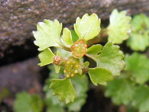 Chrysosplenium flagelliferum