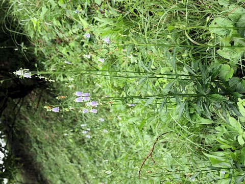 Adenophora triphylla