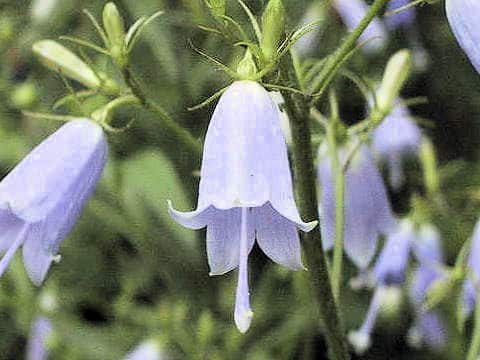 Adenophora triphylla