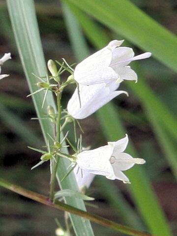 Adenophora triphylla