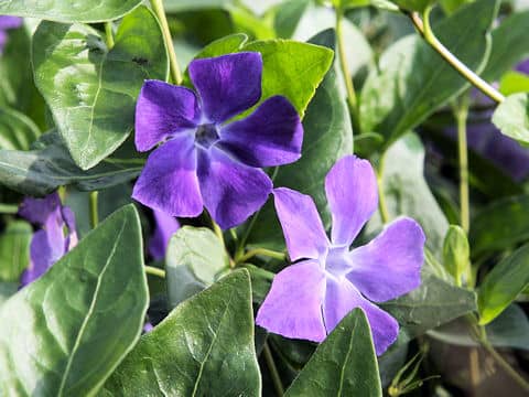Vinca major