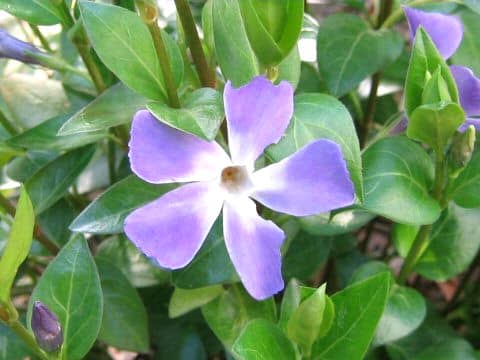Vinca major