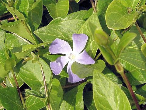 Vinca major