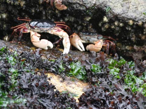 Chondrus ocellatus