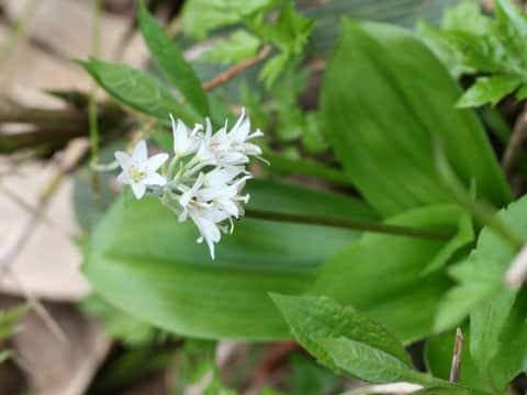 Clintonia udensis