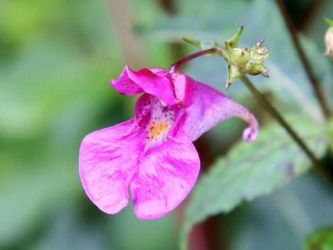 Impatiens textori