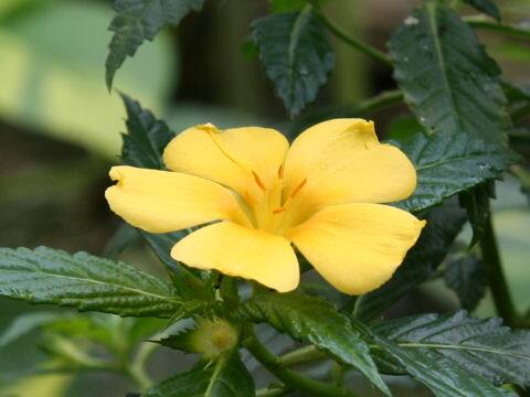 Turnera ulmifolia