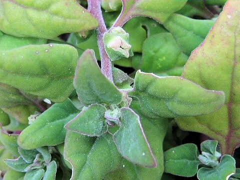 Tetragonia tetragonoides