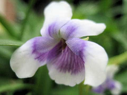 Viola hederacea