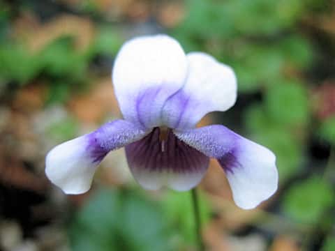 Viola hederacea