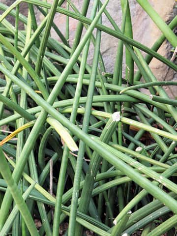 Sansevieria stuckyi